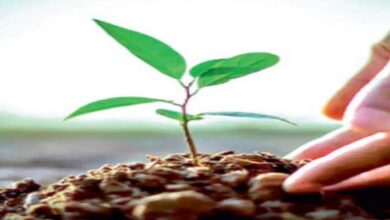 Photo of हिमाचल में माताओं-बच्चों ने रोपे 5.44 लाख पौधे