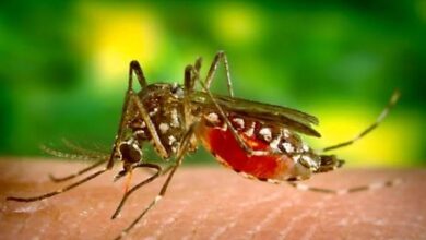 Photo of पंजाब में बढ़ने लगे डेंगू के मरीज, उठाया जा रहा यह कदम