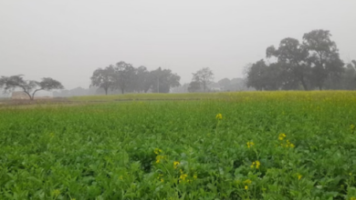 Photo of हरियाणा में कमजोर पश्चिमी विक्षोभ सक्रिय: 18 तक आंशिक रूप से बादल छाए रहेंगे