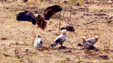 Photo of  इंदौर के आसमान में लौटा ‘सफेद शिकारी’, 9 साल बाद हुई ‘आकाश के रक्षक’ की वापसी