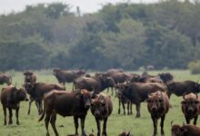 Photo of नकली पशु दवाइयों का कारोबार पशुओं के लिए गंभीर समस्या