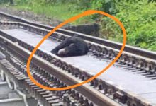 Photo of ट्रेन की चपेट में आने से भालू की मौत, दो घंटे बाधित रहा रेल संचलन
