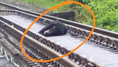 Photo of ट्रेन की चपेट में आने से भालू की मौत, दो घंटे बाधित रहा रेल संचलन